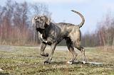 CANE CORSO 678